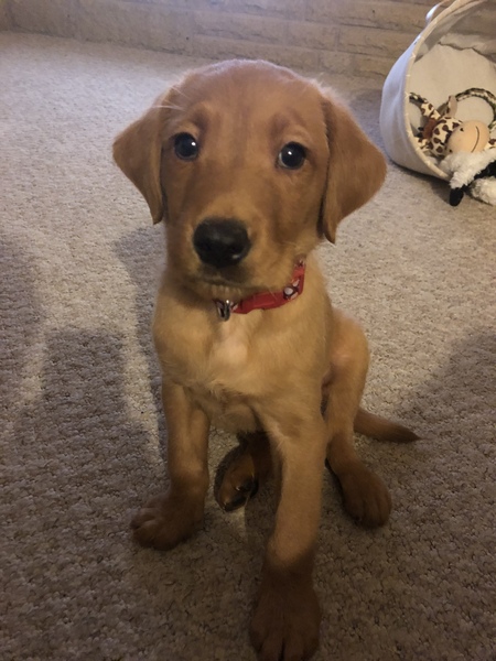 1 week in with our fur baby!
