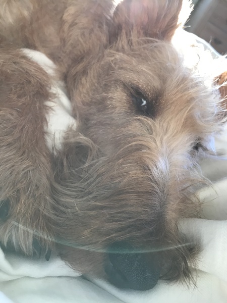 Why I love my dog more than my children