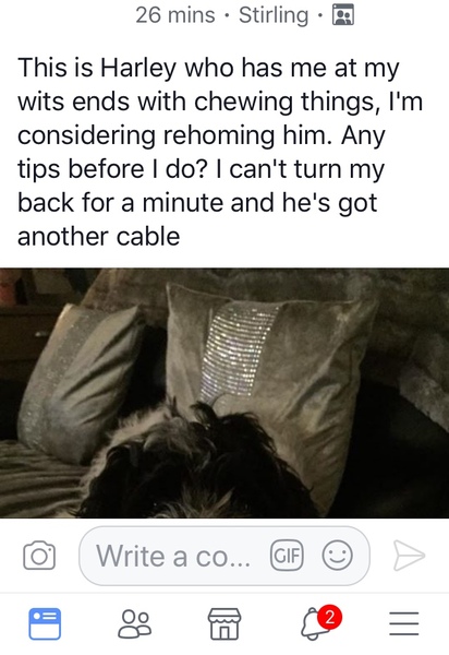 Dog Walking Rage