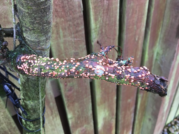 What’s on my Apple Tree?