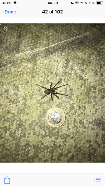 To ask if this is a normal house spider?