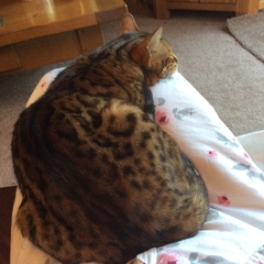 Bengal has scratched DD friend