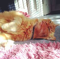 Found old photo of the fluffy one I had to share