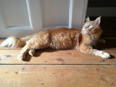 We've rehomed a Maine Coon and he's gorgeous in so many ways except for one.