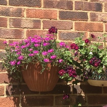 Hanging basket help.
