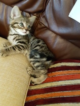Kitten weeing/pooing in the lounge