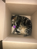 What's your DCat up to today? Episode 6, Return of the... Cats?