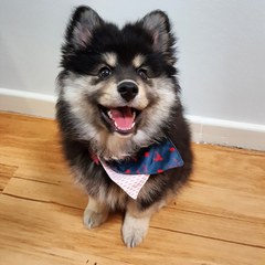 Sell me your dog breed!!!!