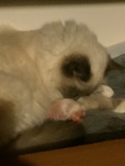 We have kittens!