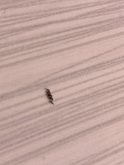 Ingrowing hair *pic*