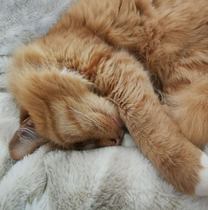 Found old photo of the fluffy one I had to share
