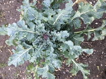 Allotment/Veg patch thread 11 'We bid  farewell to rainbow leaves but will keep plotting along'