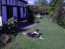 Rehoming a dog - impossible?