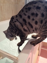 Bengal has scratched DD friend