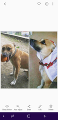 Can anybody help me trace my dog? DURHAM and Surrounding Areas