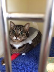 Boy tabby and constipation.  Any way to help until we see a vet tomorrow?