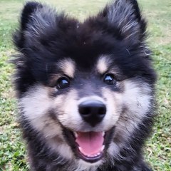 Sell me your dog breed!!!!