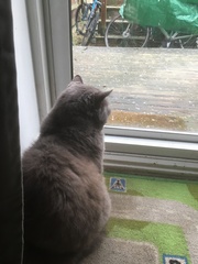 What's your DCat up to today? Episode 6, Return of the... Cats?
