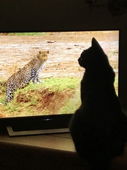 I have put thetelly on for Colin to get some peace