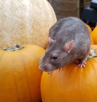 To think that a couple of rats