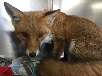 To leave some food out for the fox in our garden.
