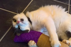 Fatty is stoned!