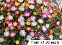 Hanging basket help.