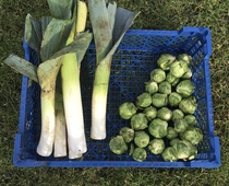 Allotment/Veg patch thread 11 'We bid  farewell to rainbow leaves but will keep plotting along'