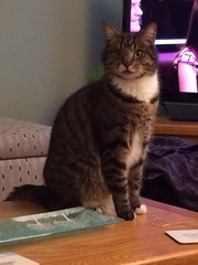 Boy tabby and constipation.  Any way to help until we see a vet tomorrow?