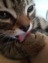 Kitten weeing/pooing in the lounge