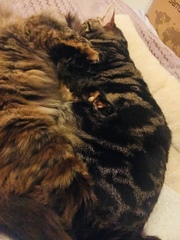 Cats and (lack of) personal space.