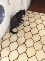 My two new rescue cats (with photos!)