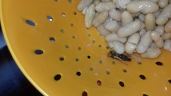 What's the worst thing you've found in your food?