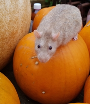 To think that a couple of rats