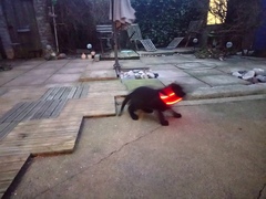 Puppy Survival Thread Part 5!