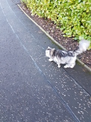 What's your DCat up to today? Episode 6, Return of the... Cats?