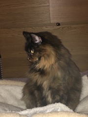 Long haired winter coat maintenance