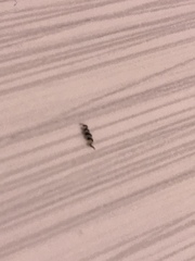 Ingrowing hair *pic*