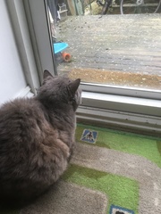 What's your DCat up to today? Episode 6, Return of the... Cats?