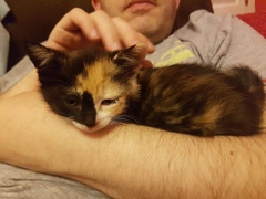 Help me name my kittens! *Pics included*
