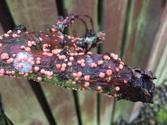 What’s on my Apple Tree?