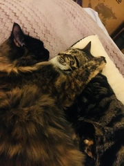 Cats and (lack of) personal space.