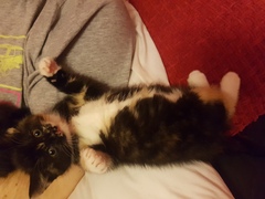 Help me name my kittens! *Pics included*
