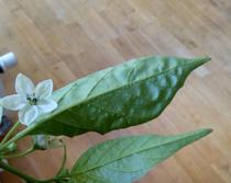 Strange dots on Habanero leaves ....
