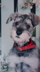 First dog