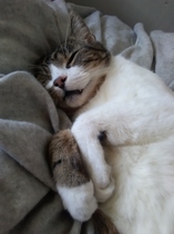 One toy mouse found for PB........
