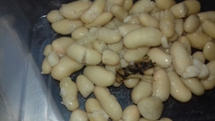 What's the worst thing you've found in your food?