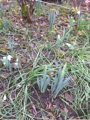 Plant ID - weed?!