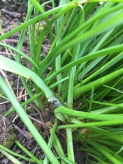 Plant ID - weed?!