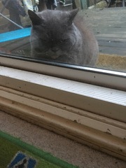 What's your DCat up to today? Episode 6, Return of the... Cats?